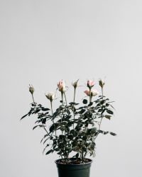 gardenrose